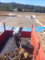 Ayçiçeği Hasadı Başladı