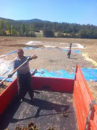 Ayçiçeği Hasadı Başladı