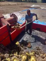 Ayçiçeği Hasadı Başladı