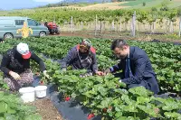 Kaymakam Burak Serttaş, Çiftçiler Günü’nde Çilek Üreticisi İsmail Sepetçi’yi Ziyaret Etti