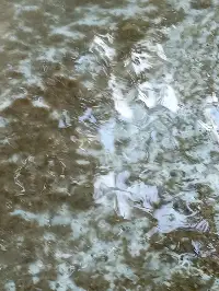 Göynük Suyu Kirli Akıyor: