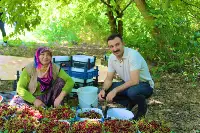 Taraklı Kaymakamı Burak Serttaş Akçapınar Mahallesi’nde Vişne Hasadına Katıldı