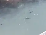 Göynük Suyunda Balık Ölümleri
