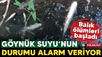 Göynük Suyunda Balık Ölümleri