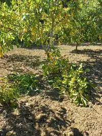 Taraklı'da Ceviz Bahçesine Ayı Girdi!