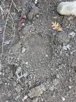 Taraklı'da Ceviz Bahçesine Ayı Girdi!