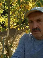 Taraklı'da Ceviz Bahçesine Ayı Girdi!
