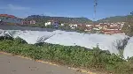 Enginar Üreticileri Don Tehlikesine Karşı Naylon Örtüyle Önlem Aldı
