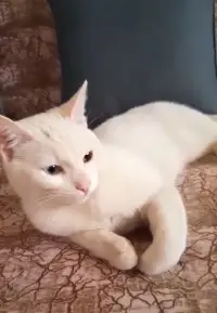 Pamuk isimli 11 Aylık Kedi Kayıp!