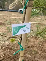 Kaymakam Tunalı Öğrencilerle Omuz Omuza Verip Ağaç Dikti