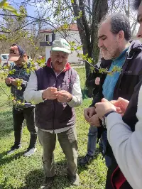Taraklı'da Don Vurdu, Meyveler Buz Kesti, Çiftçi Perişan