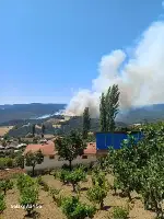 Taraklı’da orman yangını!