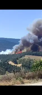 Taraklı’da orman yangını!