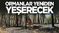 Ormanlar yeniden yeşerecek