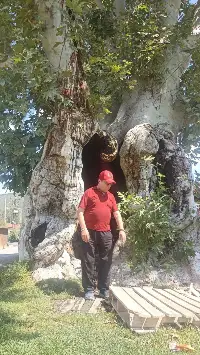 Bu Yazı, Tarihi Çınarın Gölgesinde Yazıldı.