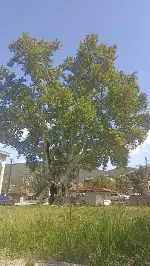 Bu Yazı, Tarihi Çınarın Gölgesinde Yazıldı.