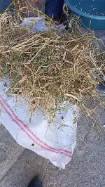 Taraklı Çarşısı’nda Fasulye Keyfi