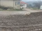 Gülveren Sokak’ta Çamur Çilesi: Mahalle Sakinleri Asfalt İstiyor