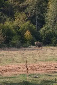 Karagöl Yaylası'nda Ayı Görüntülendi