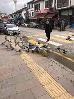 Taraklı'nın Güvercin Dostu İzzettin Kömürcü