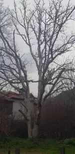 Rüştiye Meydanı Bakımsızlığa Terk Edildi