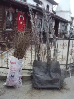 Pazarda Fidan Satışları Başladı