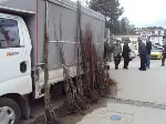 Pazarda Fidan Satışları Başladı
