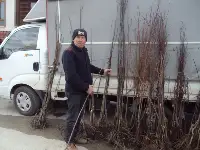 Bahçelerde Fidan Dikim Zamanı Geldi