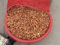 Arpacık Soğan Pazara İndi