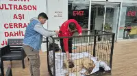 Kayıp Köpeğini Vurulmuş Halde Buldu
