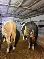 Kurban Hareketliliği Başladı