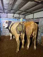 Kurban Hareketliliği Başladı