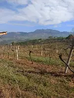 Hacıyakup Bağlarında Budama Mesaisi
