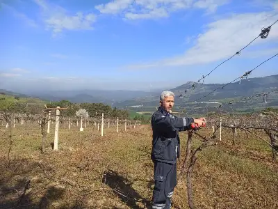 Hacıyakup Bağlarında Budama Mesaisi