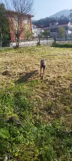 Taraklı Merkezinde Kurt Paniği