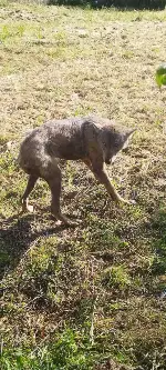 Taraklı Merkezinde Kurt Paniği