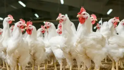 Tavuk Çiftliğini Halka Anlatacaklar