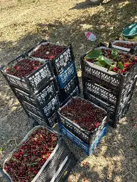 Hacıyakup Mahallesi'nde Vişne Hasadı Başladı