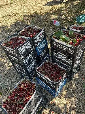 Hacıyakup Mahallesi'nde Vişne Hasadı Başladı