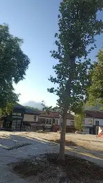 Taraklı Meydanı Yenileniyor