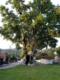 Büyükşehir'in Taraklı Hıncı