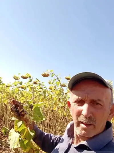 Yaban Domuzları Ayçiçek Tarlasına Zarar Verdi