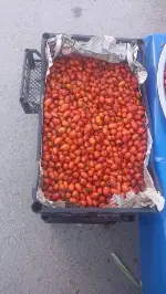 Kuşburnu toplayanlar zengin mi oluyor?