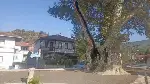 TARAKLIDA KÖPÜK HELVASI TADINDA DEVRİ ALEM