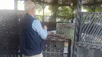 TARAKLIDA KÖPÜK HELVASI TADINDA DEVRİ ALEM